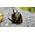 Geweihschnecke von WaterPlants