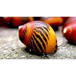 Waterplants Rote Rennschnecke