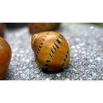 Waterplants Track Rennschnecken