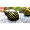 Zebra Rennschnecken von WaterPlants