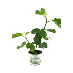 Weseler Kräuterparadies Feigenbaum