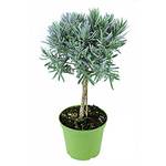 Weseler Kräuterparadies Lavendel Baum