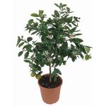 Weseler Kräuterparadies Limettenbaum