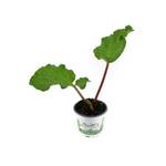 Weseler Kräuterparadies Rhabarber-Pflanze