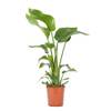 Strelitzia von WL PLANTS