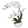 Orchidee Phalenopsis von wohnfuehlidee