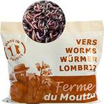 Wormbox Kompostwürmer