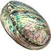 Abalone-Meeresmuschel von Xudrez