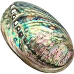Xudrez  Abalone-Meeresmuschel