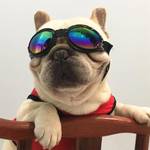 Xytahdm Sonnenbrille für Hunde